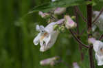 Eastern gray beardstongue